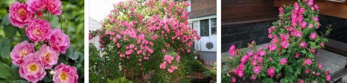 Ποικιλία αναρρίχησης William Baffin