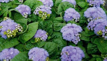 Снимка на Агератум