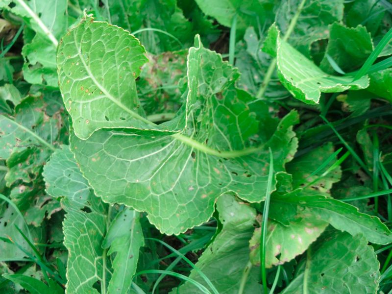 Хрянът е пикантен зеленчук Хрян