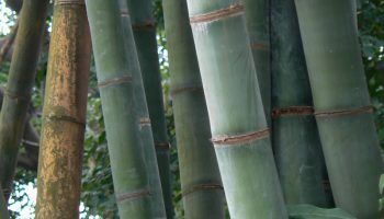 Снимка на бамбук