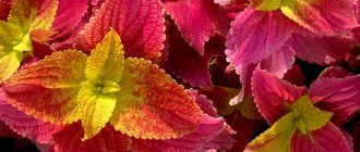 Снимка на Колеус