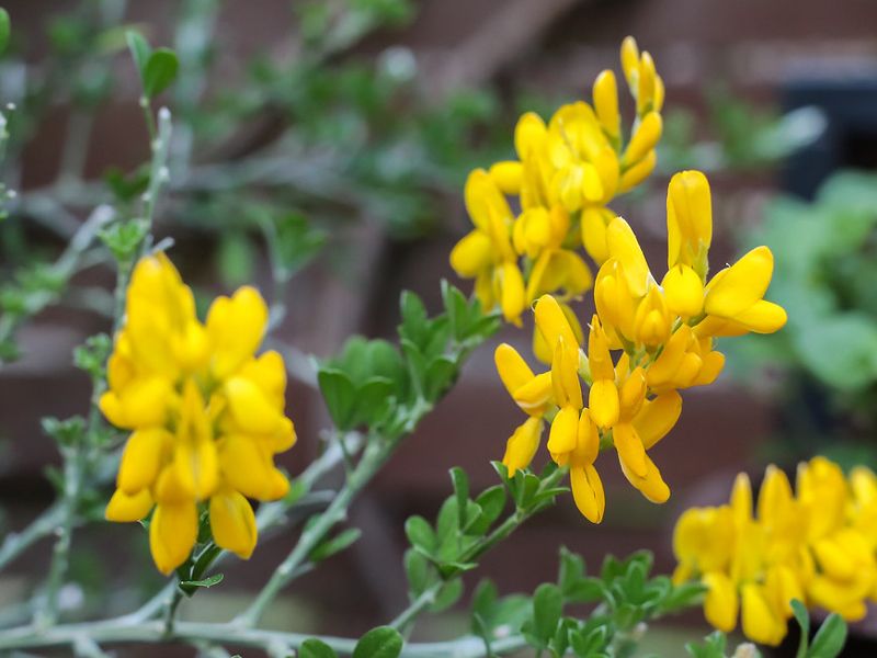 Храст от метла Метла