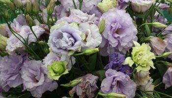 Снимка на еустома