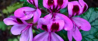 Снимка на здравец