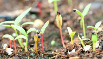 Отглеждане на Целозия