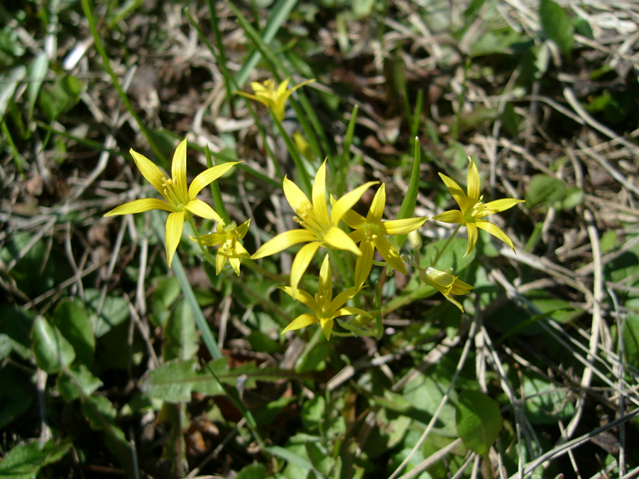 Περιγραφή των κρεμμυδιών χήνας Κρεμμύδι χήνας