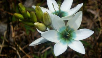 Снимка на Иксия