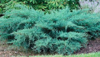 Снимка на хвойна