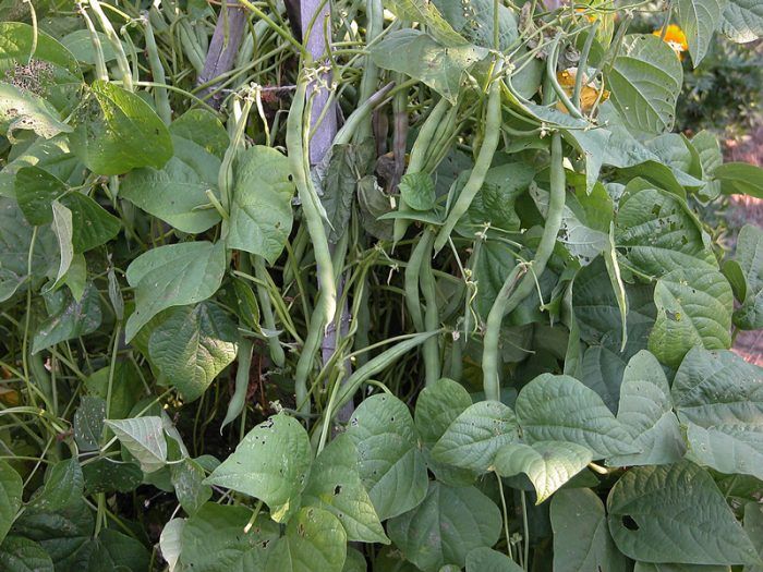 Πώς να καλλιεργήσετε φασόλια