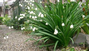 Снимка на кокиче