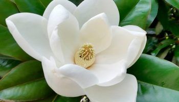 Магнолия Фотография