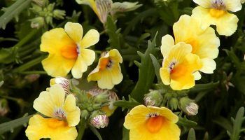 Снимка на Немезия