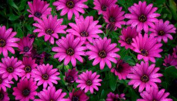 Снимка на остеоспермум