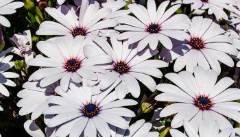 Остеоспермум Небе и лед