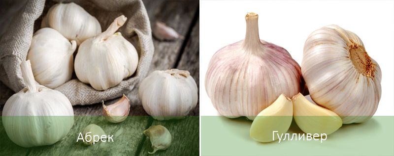 Съществуващи люти сортове пролетен чесън Люти сортове пролетен чесън