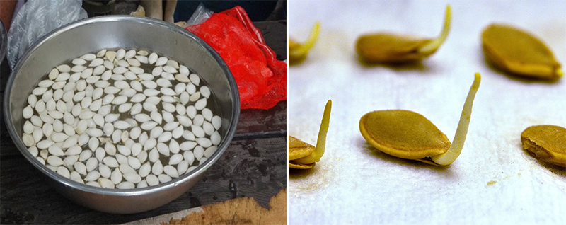 Приготвяне на тиквени семки Тиквени бонбони