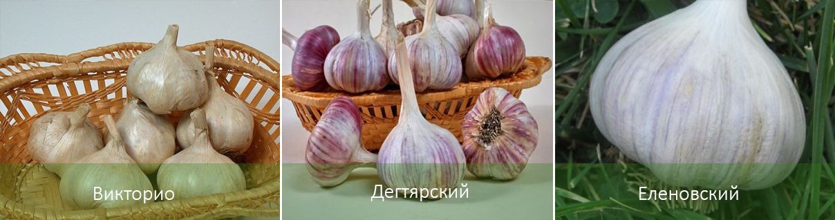 Основните полулюти сортове чесън Полулюти сортове чесън