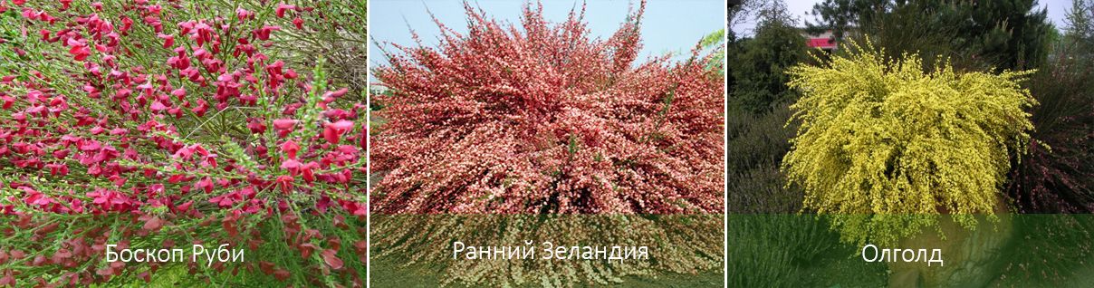 Популярни сортове метли Популярни сортове