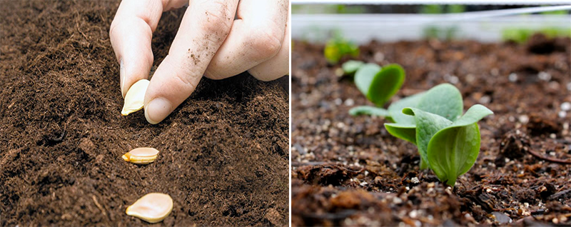 Засаждане на семена директно в градинската леха Тиква