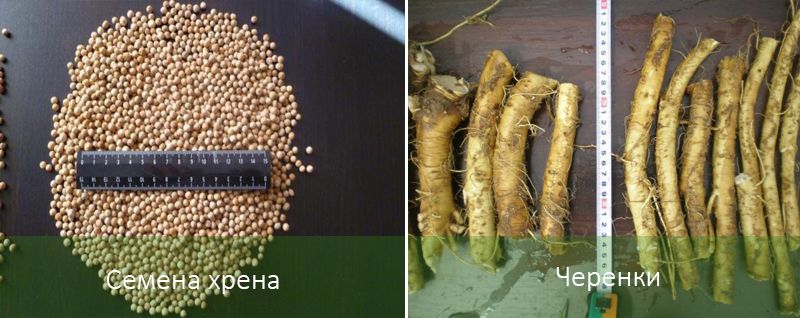 Методи за засаждане на хрян Методи на засаждане