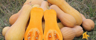 Тиквена перла