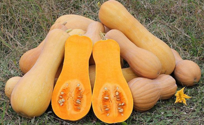 Тиквена перла