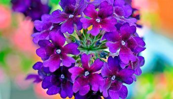 Снимка на вербена