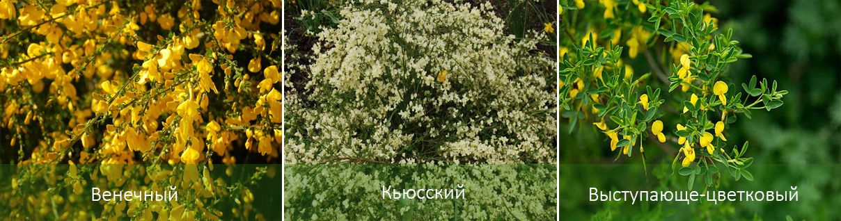 Основните видове метли Видове метли