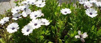 Отглеждане на остеоспермум от семена