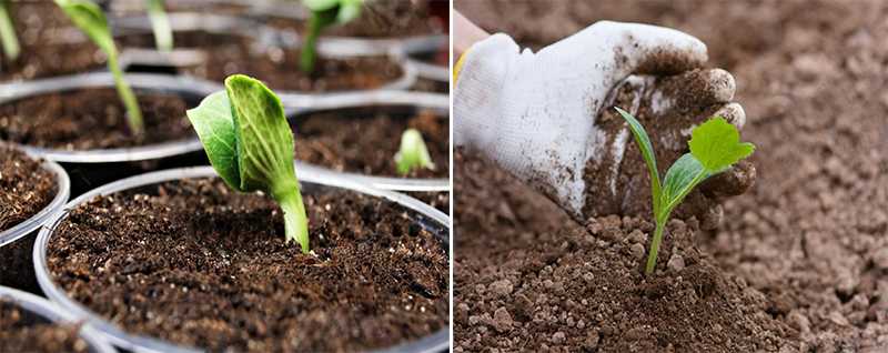 Отглеждане на разсад от тиква Тиква