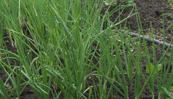 Отглеждане на лук