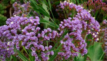 Отглеждане на статица от семена