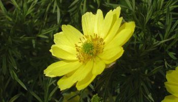 Адонис или адонис