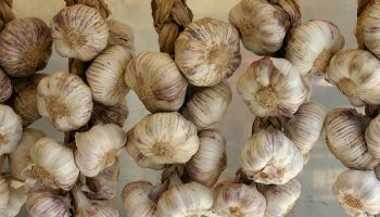 Пролетен чесън