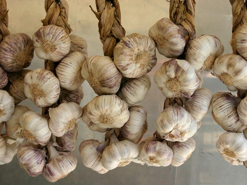 Многогодишно тревисто растение Пролетен чесън