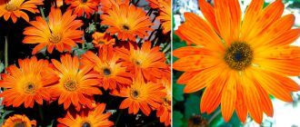 Красив арктотис