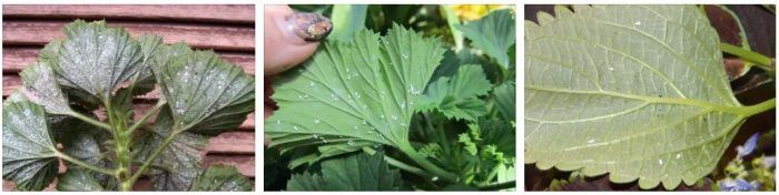 Белокрилка по листата