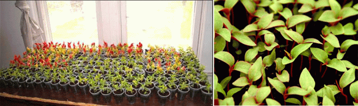 Разсад от целозия