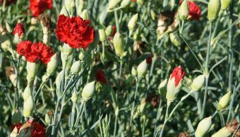 Шабо карамфил