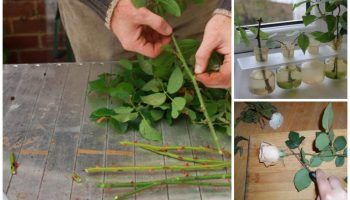 Резници от рози