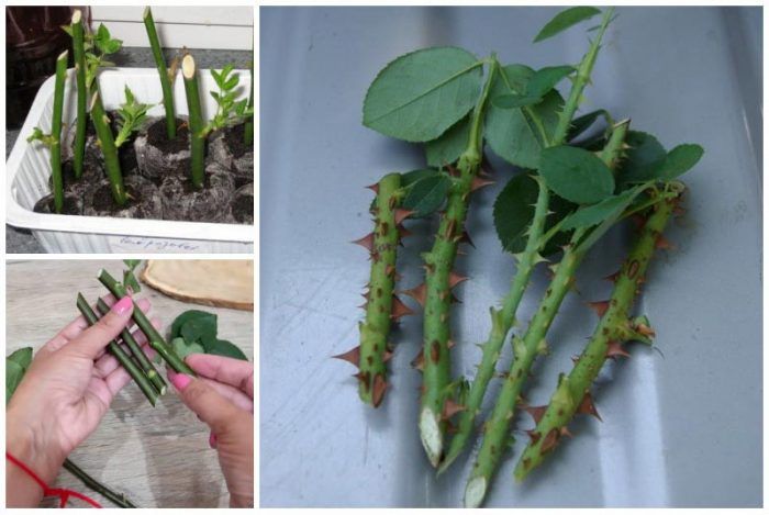 Как да размножаваме рози чрез резници