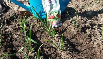 Легло от чесън