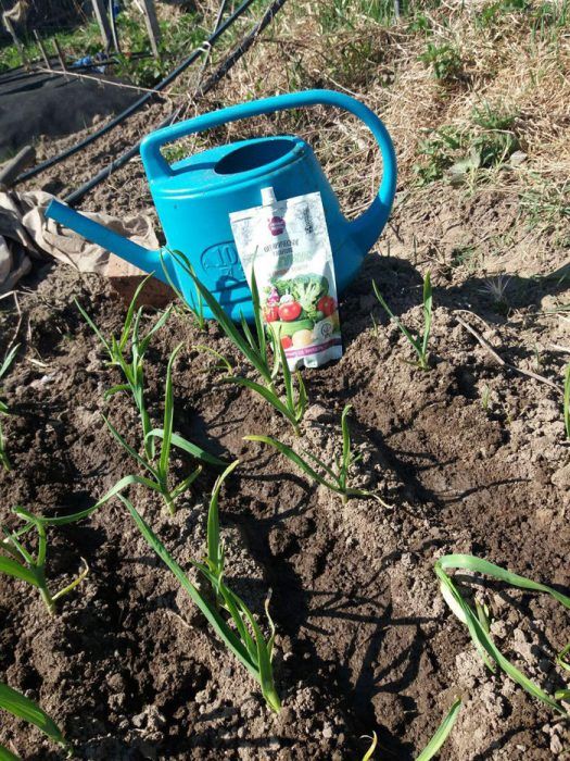 Легло от чесън