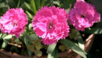 Китайски карамфил