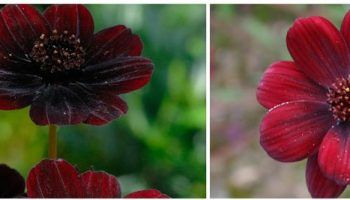 Шоколадов космос