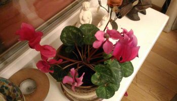 Цикламен цвят