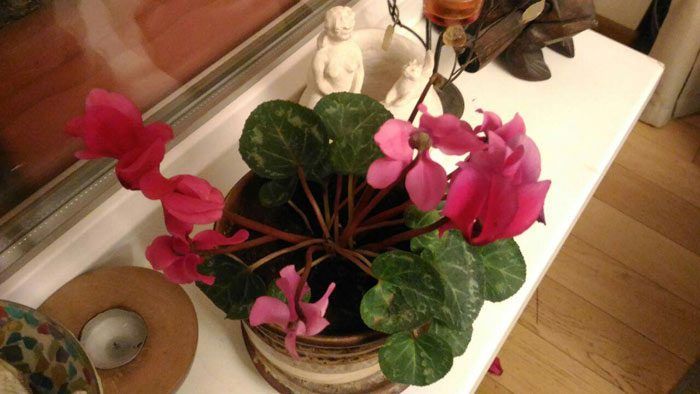 Κυκλάμινο λουλούδι