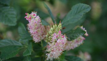 Клетра с елшови листа