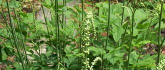 Черен кохош или черен кохош