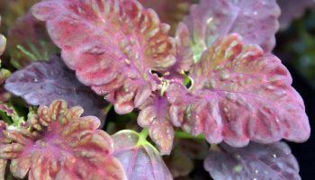 Колеус Черен дракон